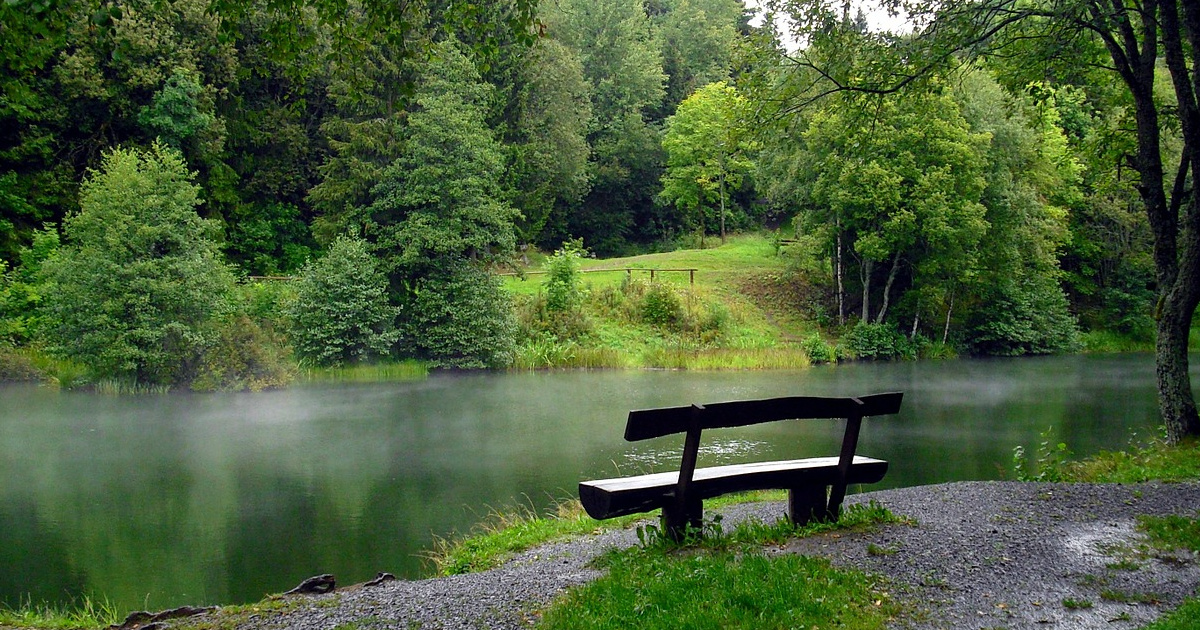 Image Forest Jigsaw Puzzle